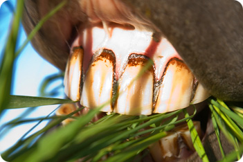 Equine Dental