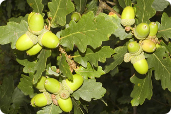 Acorns