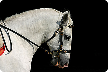 Horse Bridles • Types Of Horse Bridle Horse Bridles • Types Of Horse Bridle