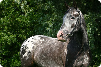 Appaloosa Horse