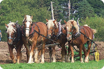Belgian Draught Horses