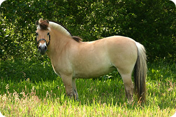 Fjord Horse