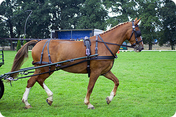 Gelderland Horse