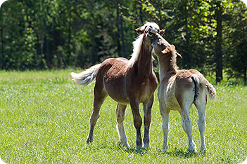 Horse Picture