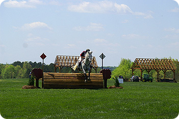 Horse Picture