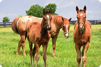 Horse Picture