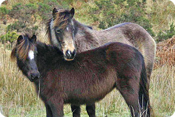 Dartmoor Pony