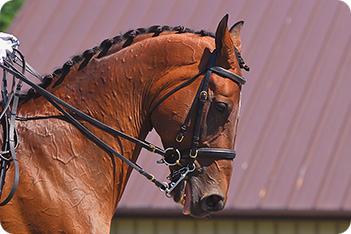 Horse Picture