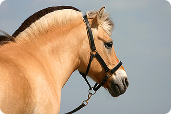 http://www.equestrianandhorse.com/images/main/Fjord_Pony_1728820.jpg