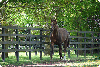 Horse Pasture