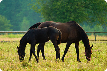 Horse Grazing