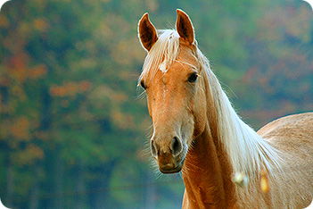 Horse Picture