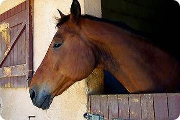 Horse Picture