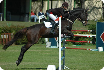 Horse_Jumping_1597014.jpg