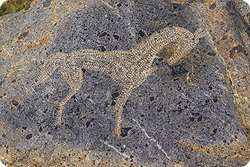 Horse Picture