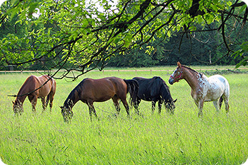 Horse worming