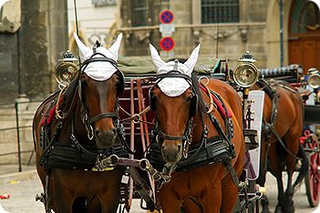 Cleveland Bay Horses