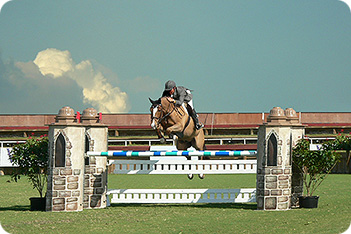 Horse Picture