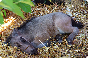 Horse Picture