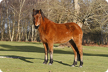 New Forest Pony