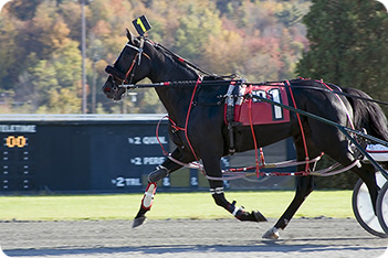 Horse Picture