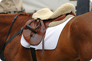 Horse Picture