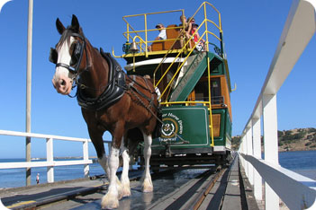 Brown Shire Horse