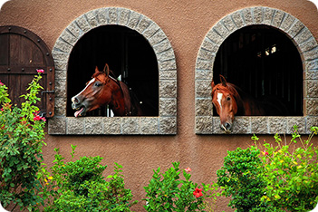 Stabled Horses