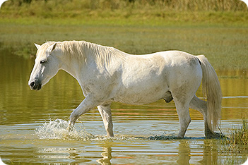 Camargue Horse