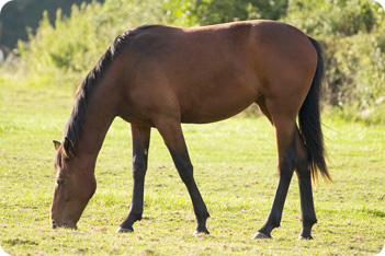 Horse Picture