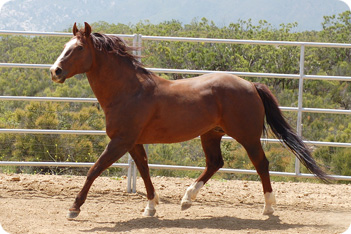 Horse Picture