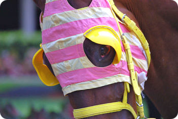 Horse Picture