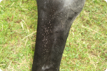 Horse Picture