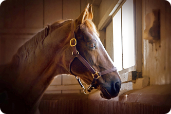 Horse Stables