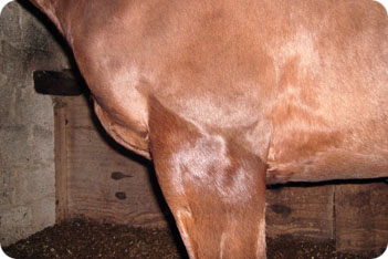 Horse Being Clipped