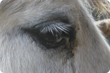 Horse Picture