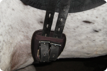 Horse Picture