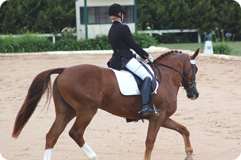 Swedish Warmblood