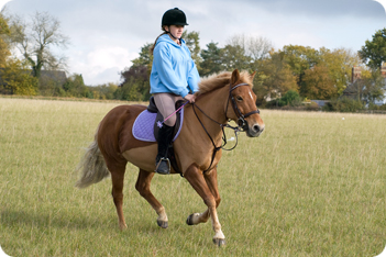 Horse Picture