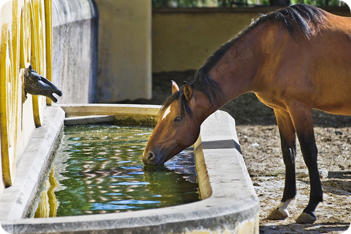 Horse Equipment