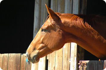 Horse in stable