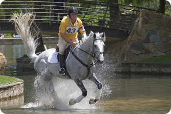 Oldenburg Horse