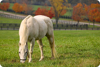 Horse Picture