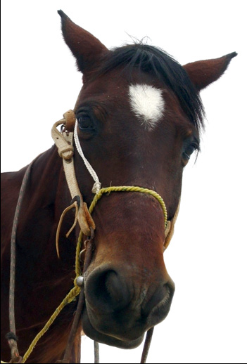 Horse Picture
