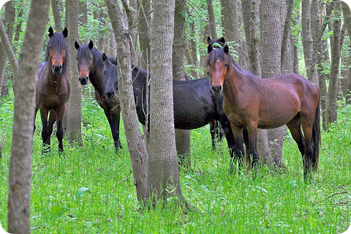 Horses 