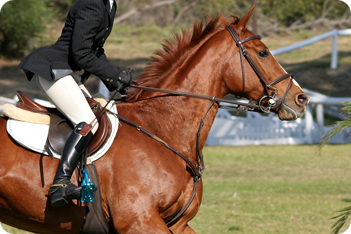 Danish Warmblood Horse