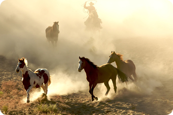 Horse Picture