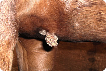 Horse Picture