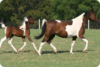 Mare and Foal