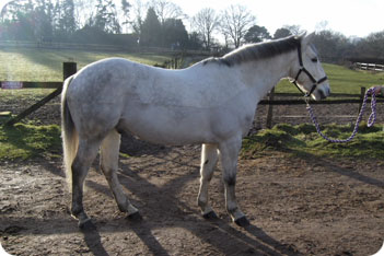 Horse Being Clipped